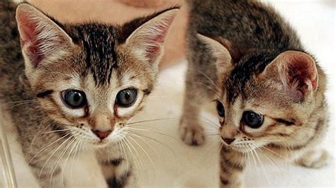 peruvian town banned  hosting festival  killed  cooked cats