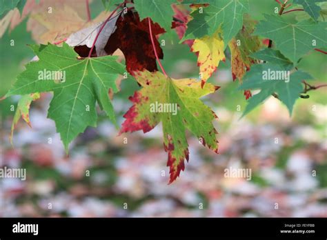 Autumn Leaves Green Red Maple Tree Stock Photo Alamy