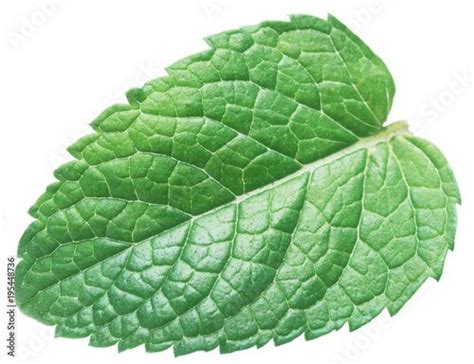 Perfect Spearmint Leaf Or Mint Leaf Isolated On White Background Valga