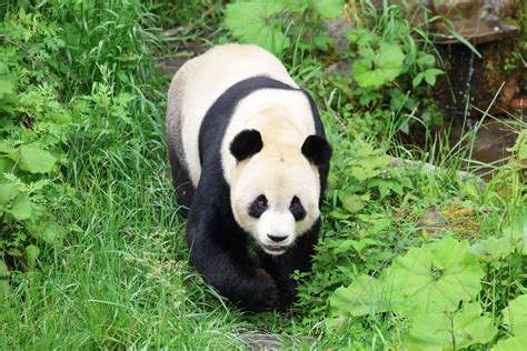 giant panda global