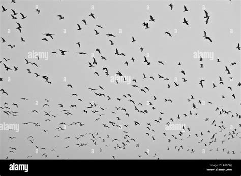 Large flock black bird Black and White Stock Photos & Images - Alamy 
