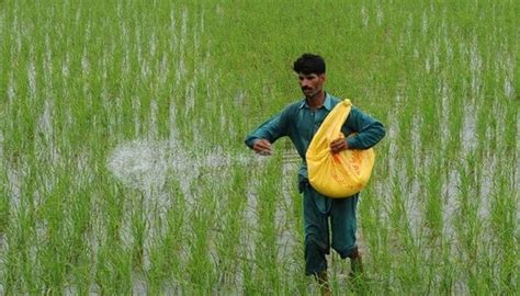 dap price hike threatens crop yields  global tensions drive costs