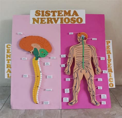 Sistema nervioso central y periférico maqueta del sistema nervioso