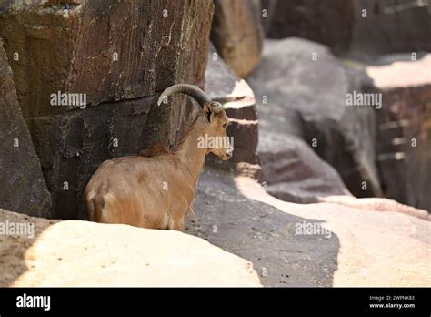 Wild male adult goat hi-res stock photography and images - Alamy 