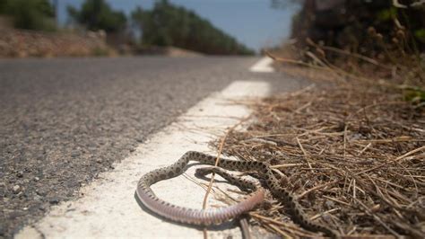 Gracie bon onlyfans leaks tried to connect multiple times