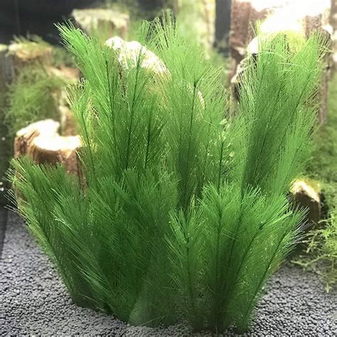 Customer Reviews For Ludlz 1 3Pcs Aquarium Fish Tank Artificial Water