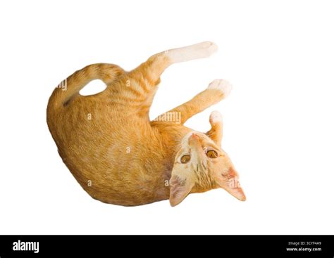 Common cat breed Cut Out Stock Images & Pictures - Alamy 