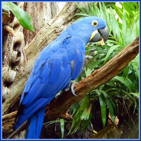 Jigsaw Puzzle 49 Pieces Hyacinth Macaw Jigidi