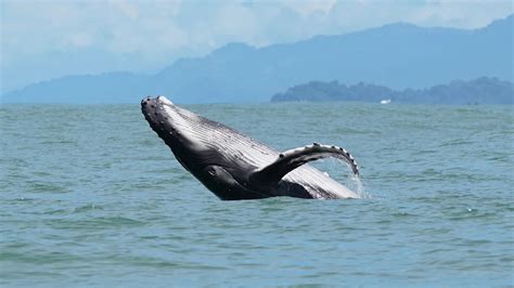 scientists tag homebody whale   stuns     mile