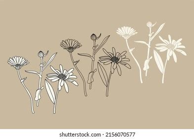 drawing chamomile stock vectors  vector art shutterstock