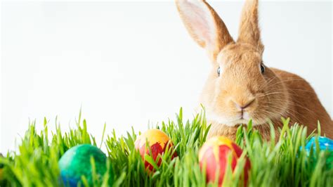 Where Did The Easter Bunny Come From?