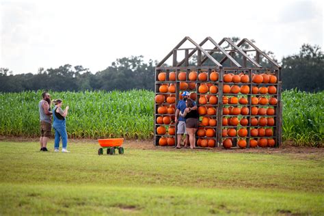 Holland Farms Sweet Season Farms milton pumpkin patch corn maze open 