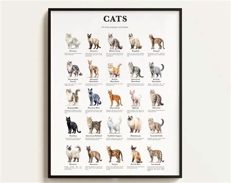 25 Popular Cat Breeds Poster, Infographics, Lover, Living Room And