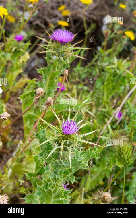 Meadow in spring flowering hi-res stock photography and images - Alamy 