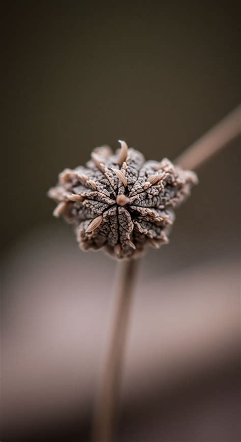 Systemic Strength → Term 