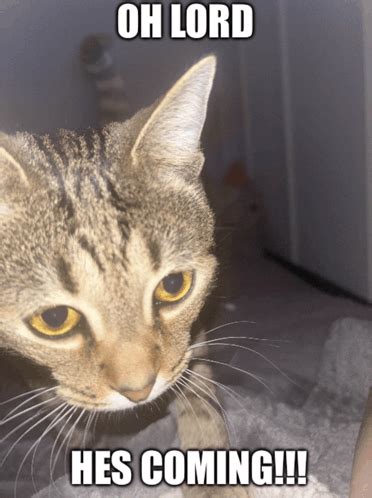 cat meme meme cat meme discover share gifs