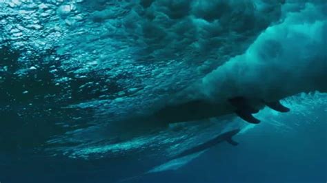 Share In Sea Stock Videos – Royalty-Free HD & 4K Videos 