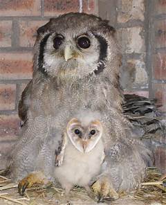 Wustlbox The One Thing That Will Make You Hate It