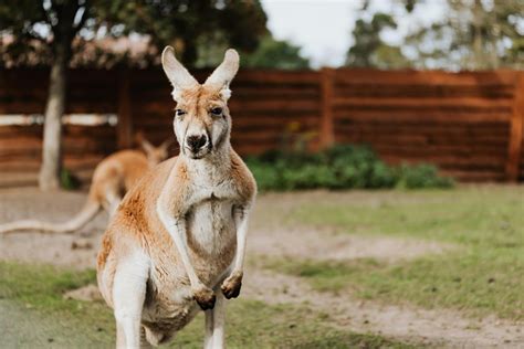 kangaroo   pet care guide costs behavior ownership laws pet