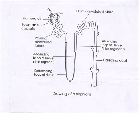 Draw A Well Labelled Diagram Of Nephron