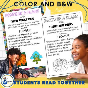 Parts Of A Plant Worksheet Plant Parts And Functions Text Activity Rd