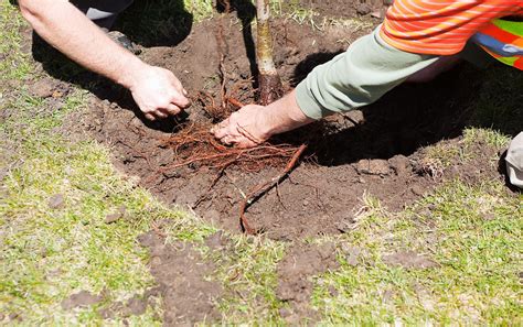 Benefits Of Bare Root Trees For Budget Friendly Gardens