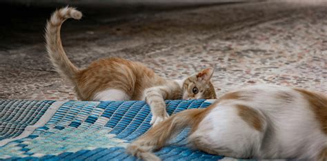 cats      cats stock  hd images