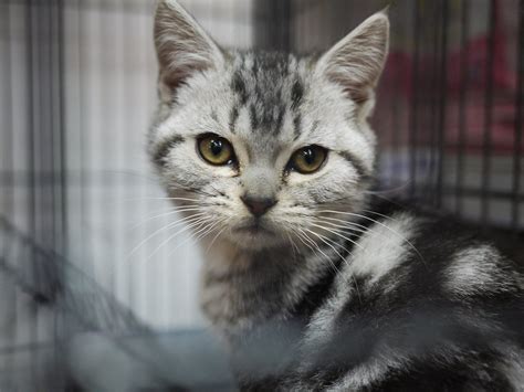 11 Cat Breeds That Are Perfect for Apartment Life - felinefam.com 