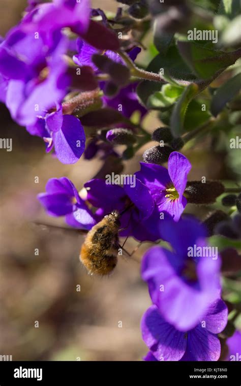 Large bee fly feeding hi-res stock photography and images - Alamy 