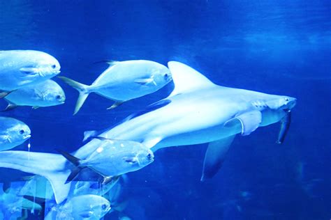 meet   wildest  deep sea creatures scientists  discovered