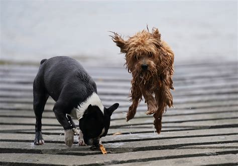 unique  ideas   pet dog