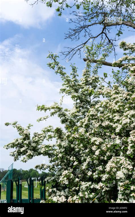 Crataegus monogyna may common hi-res stock photography and images - Alamy 