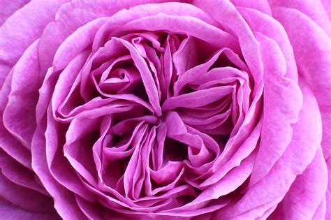 Free Rose Tristesse Rose Images Pixabay