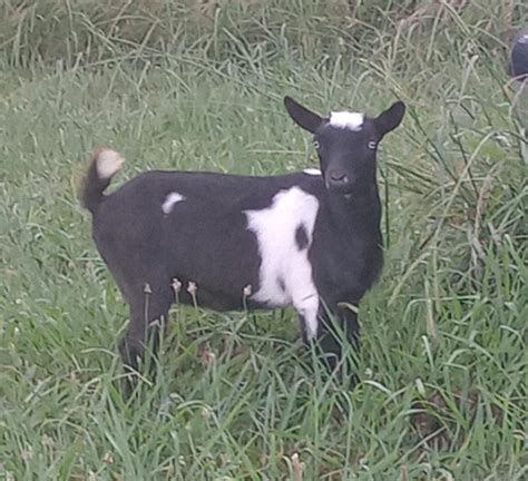 Crowden Farms - Crowden Farms Charlie's Angel