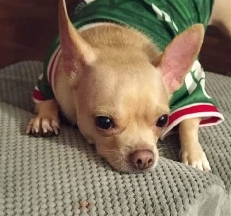 masaje chihuahualife bebey chihuahua