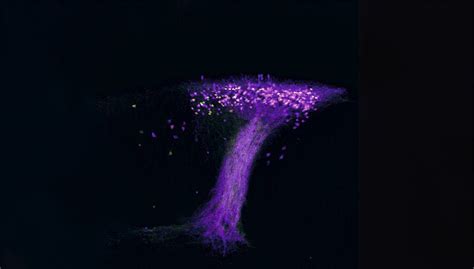 La varita de emiliano erome gorgeous babe answered and