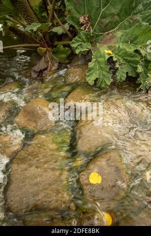 Intimate landscape of stream rushing over a waterfall in a woodland ... 