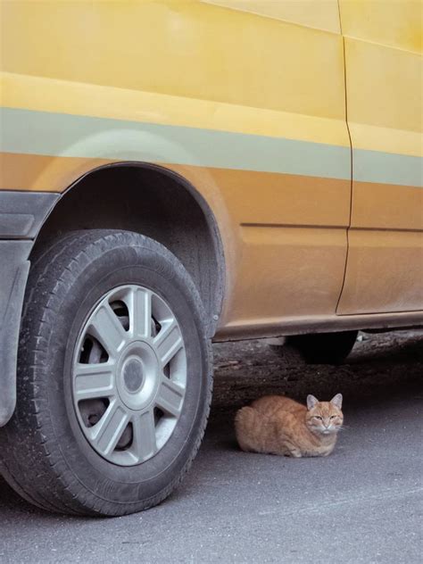 Chronische Ausrei Eritis Wenn Katzen Selbstbestimmt Auf Reisen Gehen