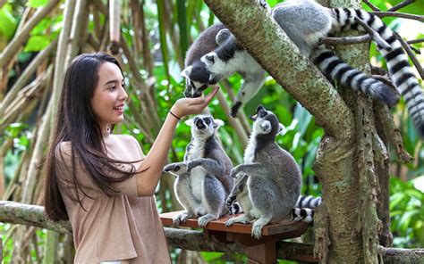 bali zoo  lunch hotel transfers