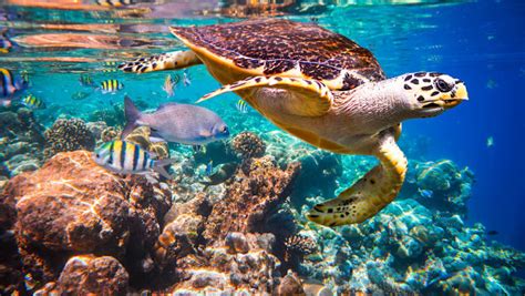 moving turtle eggs  labour  love  hundreds  volunteers  find