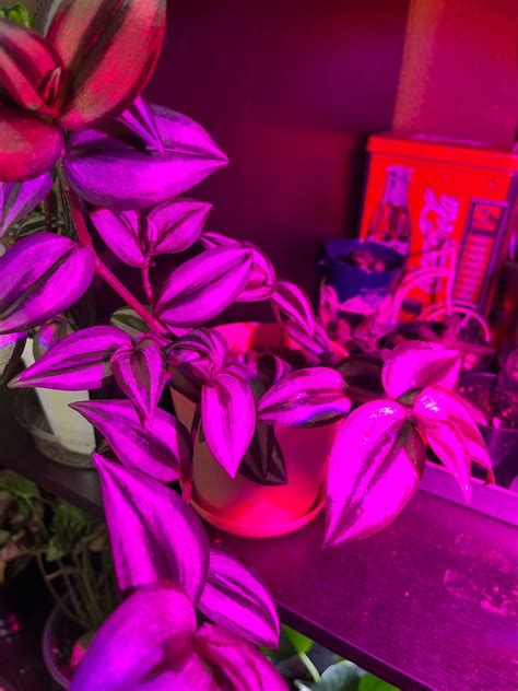 Plant education, help, & just to share :) | Tumblr Communities 