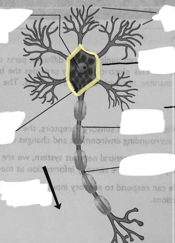 Practical Nervous System Flashcards Quizlet