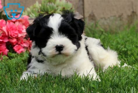 Oreo | Havanese Mix Puppy For Sale | Keystone Puppies