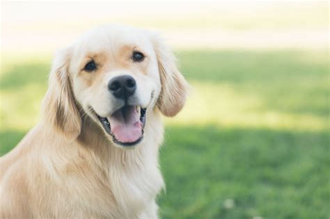 pet insurance cost trends     data shows furverdict