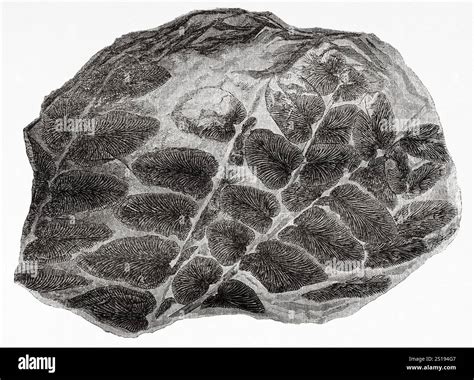 Imprint in stone ancient Cut Out Stock Images & Pictures - Alamy 
