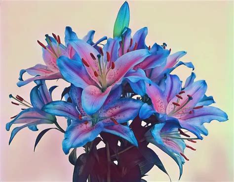 lily flower history information