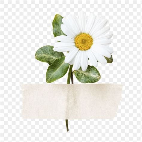 White Daisy Png Premium Collage Element