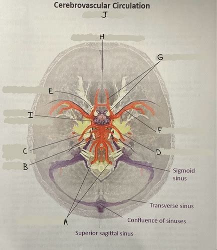 Cerebrovascular Circulation Flashcards Quizlet