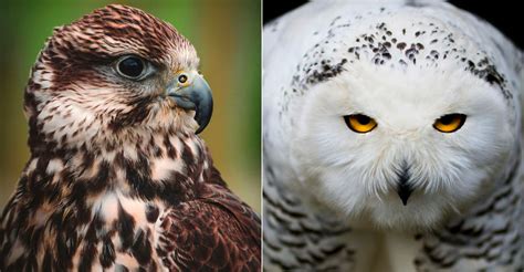 coolest birds  prey