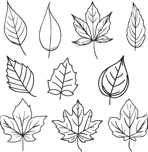 Set Of Autumn Leaf Coloring Sheet Autumn Falling Leaf Lien Drawings